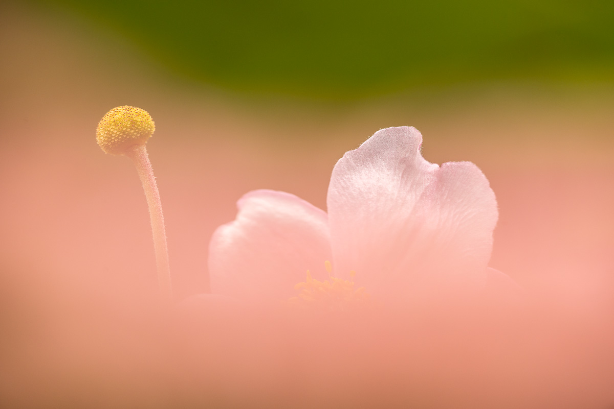 Blüte der Herbst-Anemone